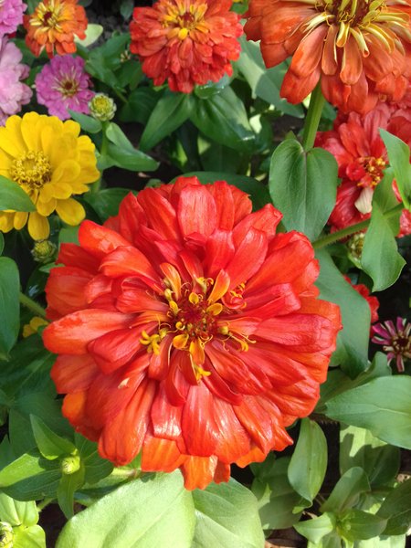 VARIOUS COLORS ZINNIA FLOWER