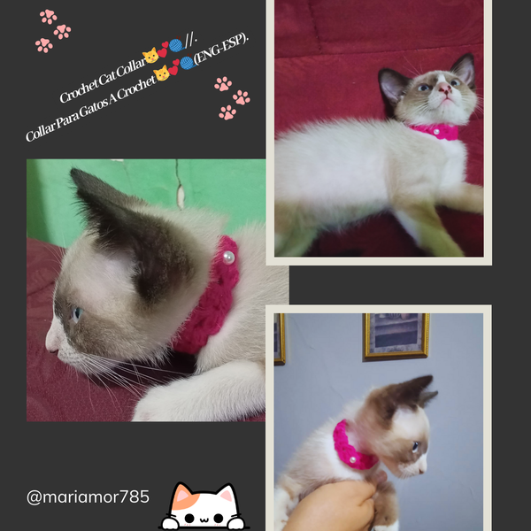 Crochet Cat Collar //.Collar Para Gatos A Crochet 🐱💕🧶(ENG-ESP).