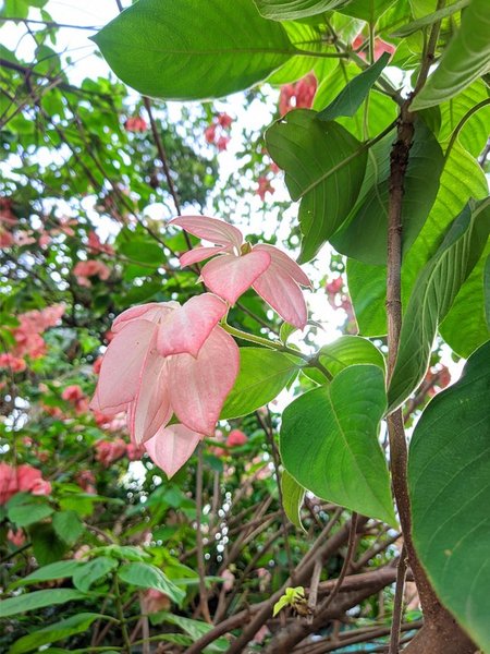 Flower fair The beauty of nature