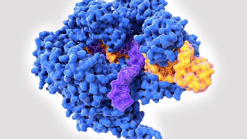 It is now possible to insert an entire gene using CRISPR therapies/Ya es posible insertar un gen entero utilizando las terapias CRISPR