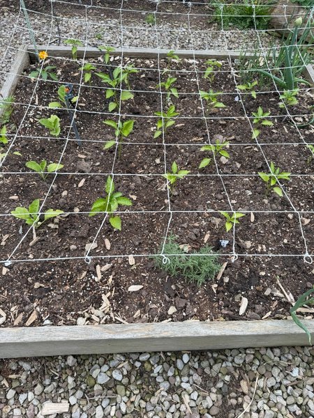 Unhappy Peppers with This Weather - by Sunscape