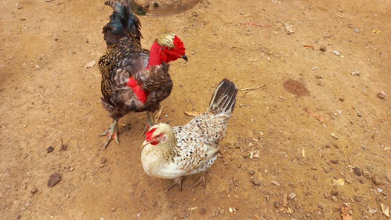 [ENG/ESP] A good companion for chickens/ Un buen compañero para las gallinas.