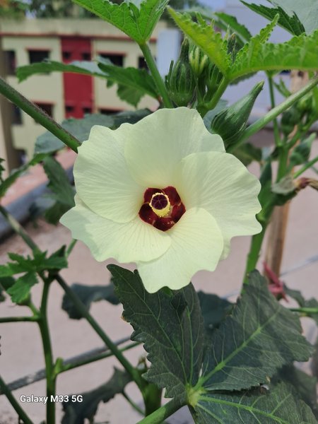 LADY FINGER FLOWER ( ঢেড়স ফুল)