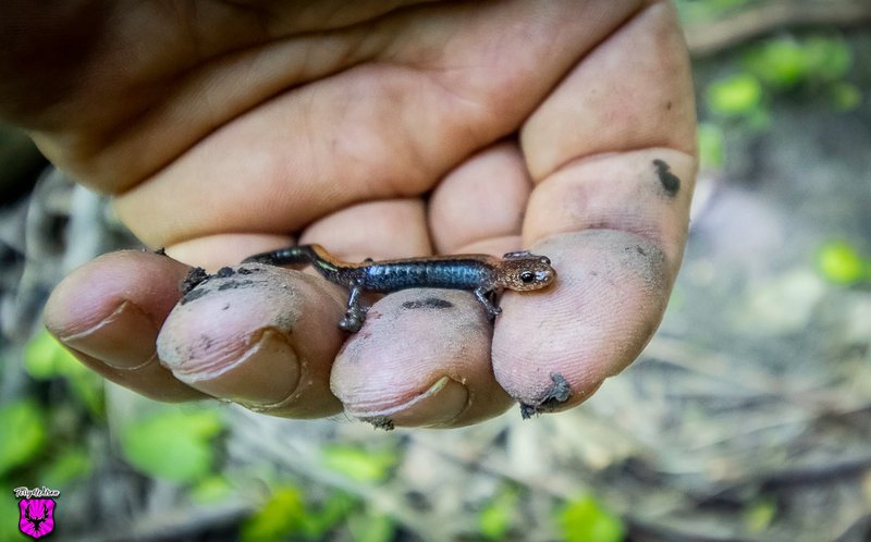 In Search Of Salamanders