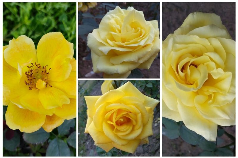 The Scintillating Beauty of Yellow Roses! Truly enthralled !