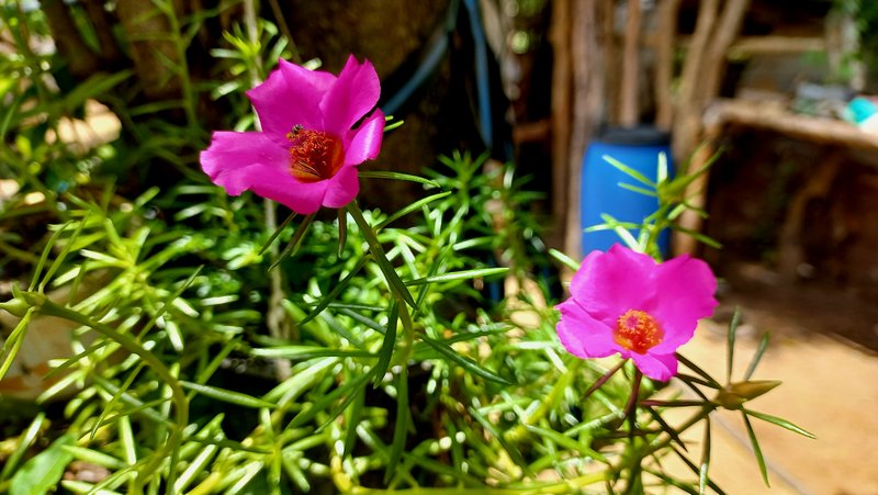 How radiant and colorful my plants appeared at dawn at eleven o'clock/ Que radiantes y coloridas amanecieron mis plantas bella las once[ENG/ESP]