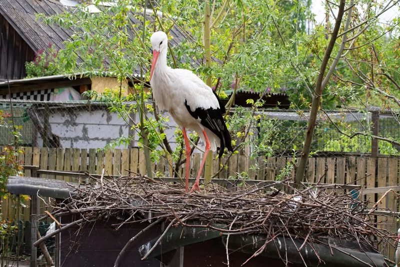Storks time