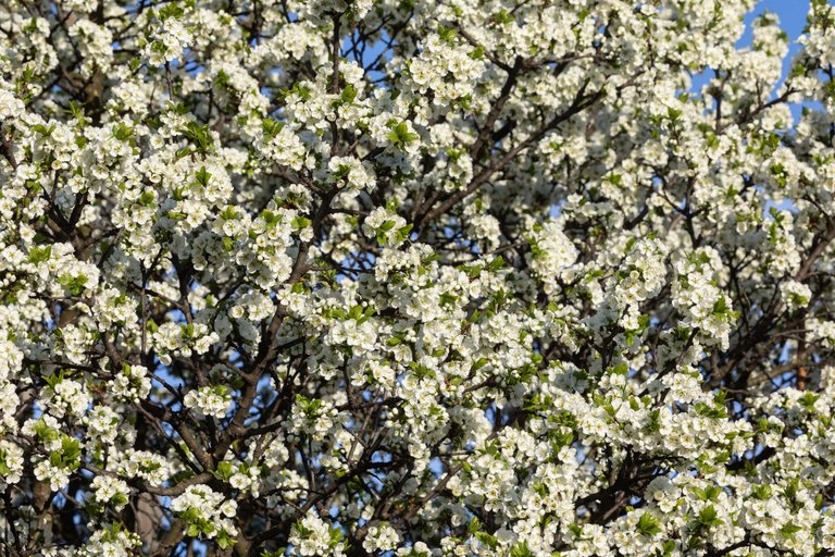 Blooming apple trees