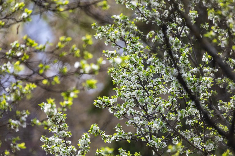 The beginning of blooming apple tree