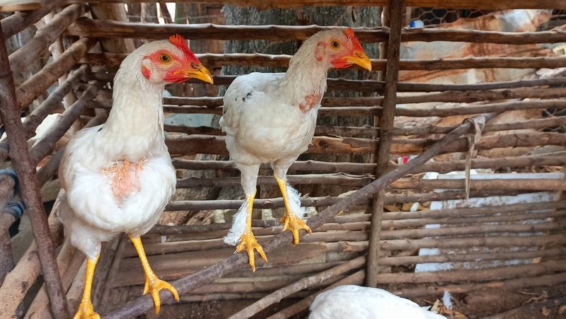 [ENG/ESP] A bigger place for my white chickens/ Un lugar más grande para mis gallinas blancas.