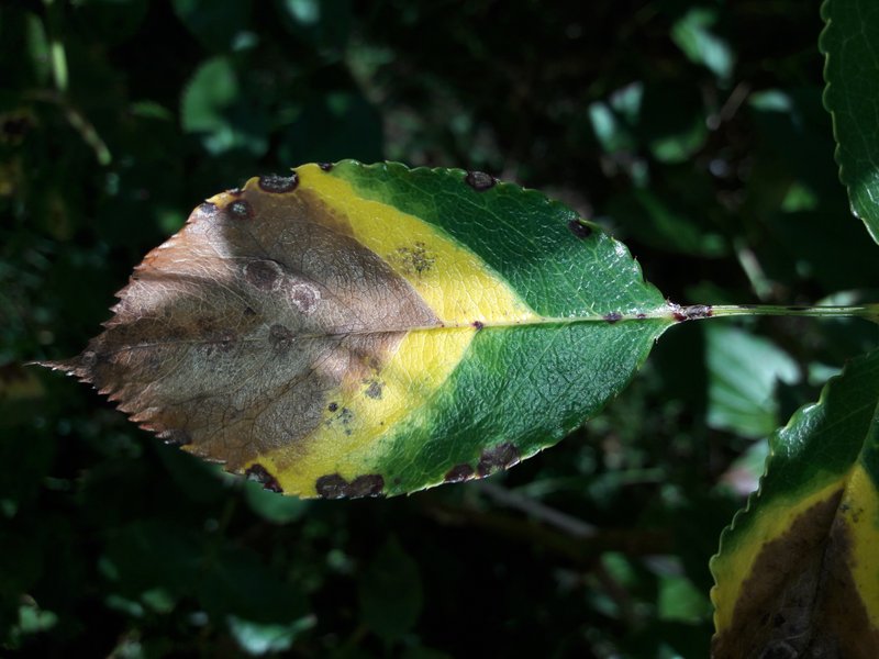 Some Leafs From Mother Earth