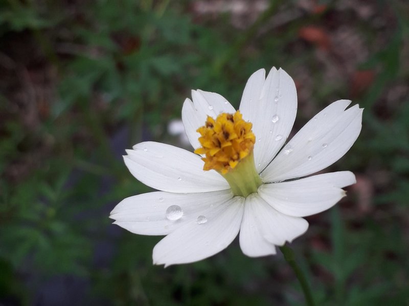 Wildflowers bloom beautifully