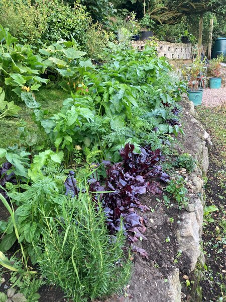 Garden Journal Entry 4. Covid Mishaps, And Feathered Friends.