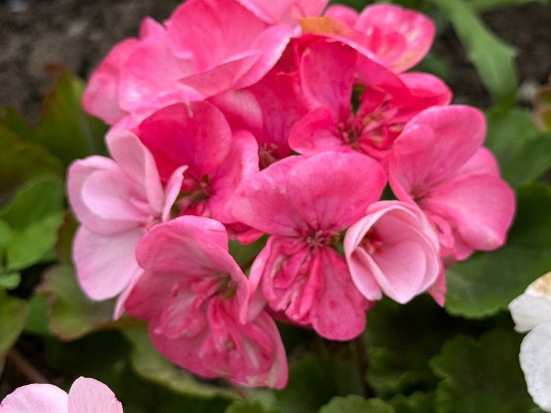 Pelargonium garden I have three colors.