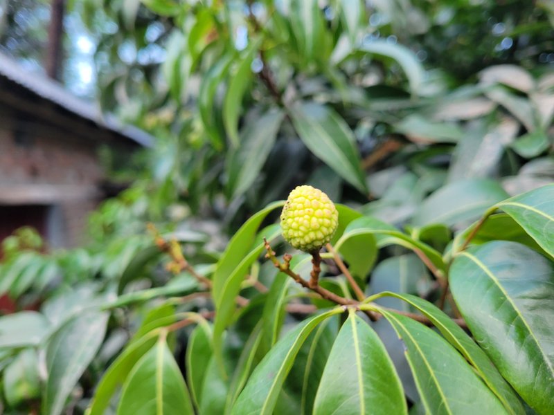 Today I photographed this litchi.