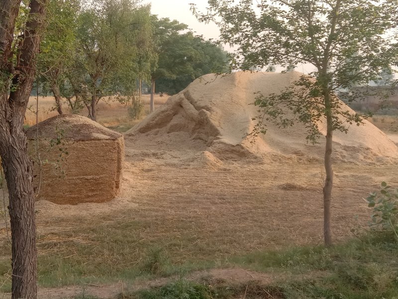 A Morning in the Village 🌼A Journey Through Nature's Beauty 🌼A Story of Hope and Prosperity