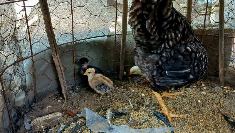 [ENG/ESP] The five chicks have performed well/ los cinco pollitos han tenido una buena evolución.