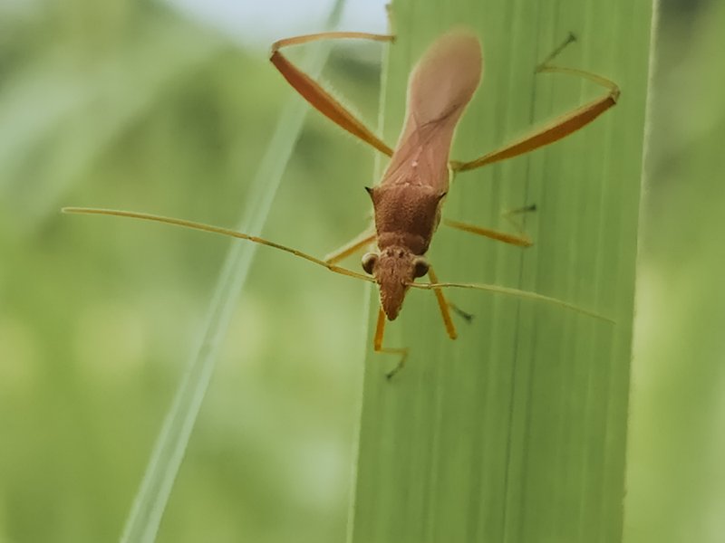 Genus Riptortus