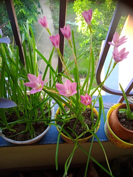 I spent a few moments of this rainy season in my garden