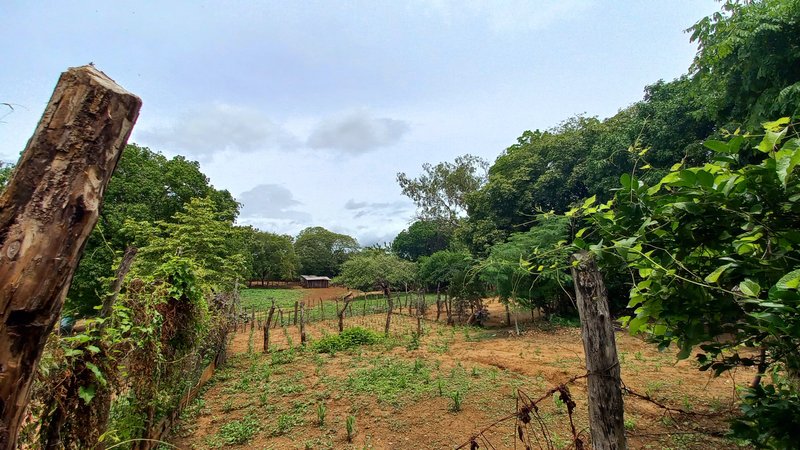 Small plots that are used to plant fruit plants each year/ Pequeñas parcelas que se utilizan para sembrar plantas frutales cada año[ENG/ESP]
