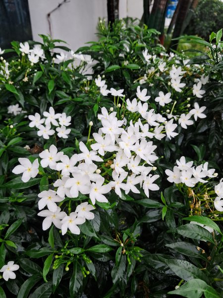 WHITE FLOWER