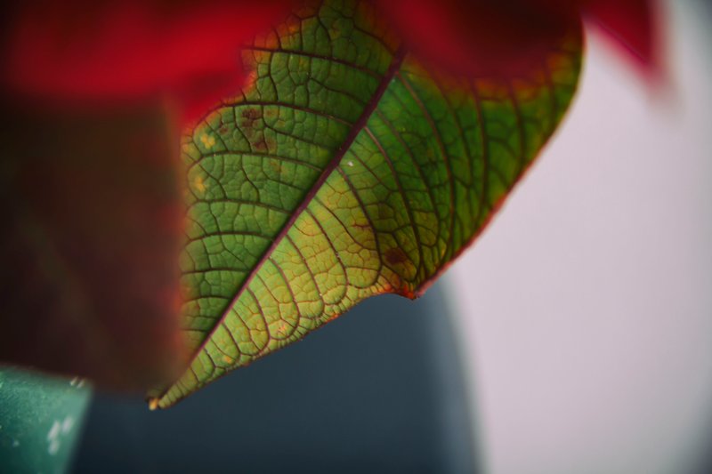 Hojas - [En] Leaves | Flor de Pascua - [En] Easter Flower
