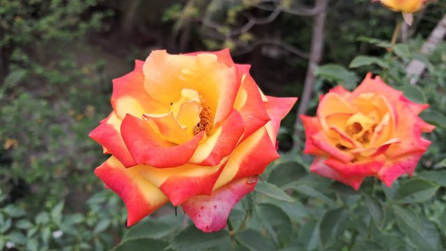 Today I am back with some random flower photography. Which I like much more. Trying to share them with you.