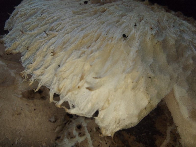 Fungi Friday