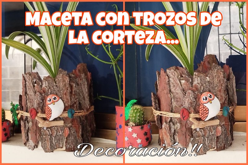 🪴 Decorando una maceta con pedazos de la corteza externa de un árbol de pino.// 🪴 Decorating a flower pot with pieces of the outer bark of a pine tree.🌲
