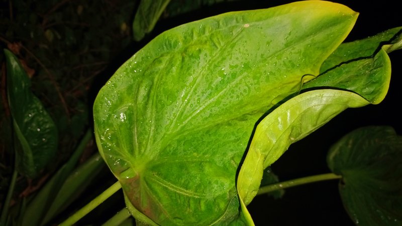 My plants being watered in the rain/ Mis plantas regandose bajo la lluvia[ENG/ESP]