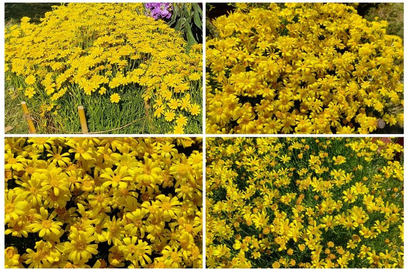Sublime Sunday - with dazzling sunshine beauties, the cute, tiny and little wonders of the floral world!
