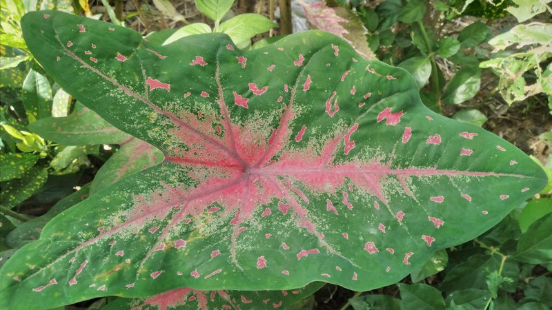 Green taro ornamental plants in my yard