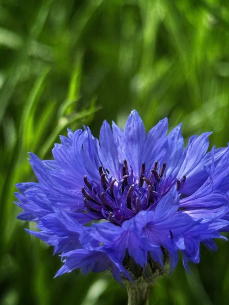 Cornflower 💙 blue.