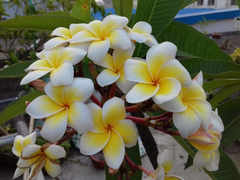 WOOD CHAMPA ( কাঠ গোলাপ) FLOWER