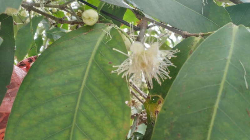 Caring for honey guava fruit