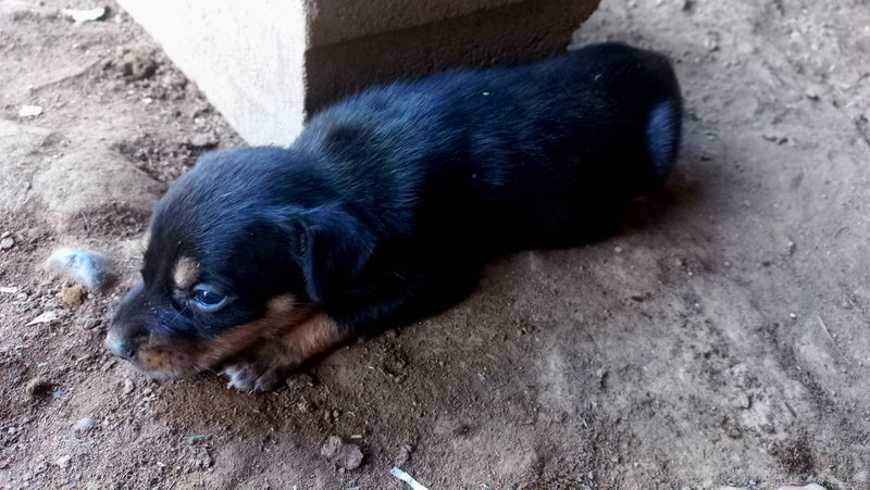 [ENG/ESP] How beautiful and relaxed these Creole dogs are/ Que hermosos y relajados son estos perros criollos.