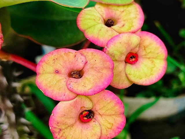 Some of my flower photography