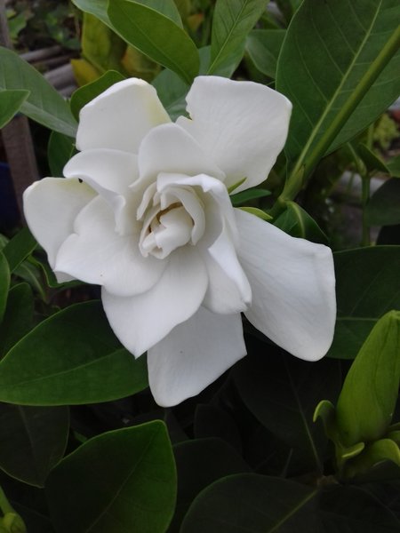 GARDENIA FLOWER ( গার্ডেনিয়া / গন্ধরাজ ফুল )