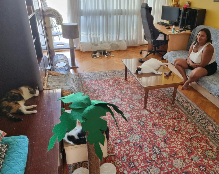 A purrfect stay