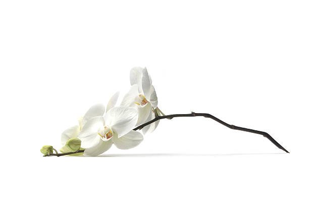 The Sweet Fragility Of Beauty