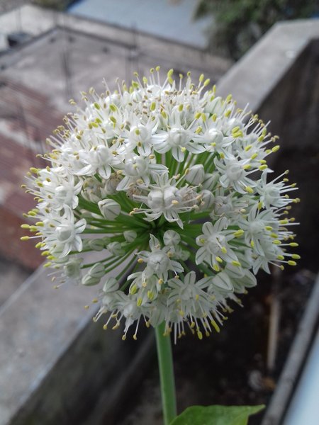 ONION FLOWER ( পেঁয়াজ ফুল / পেয়াজকোলি )