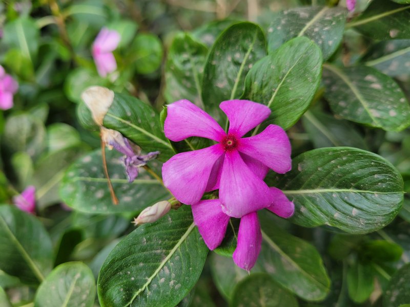 Today I photographed this flower.