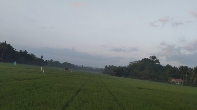 Some beautiful pictures of the rice fields in the morning