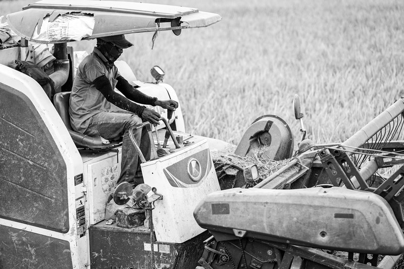 My Entry Monomad Challenge #387 ~ The rice harvest season is a much-anticipated time for farmers