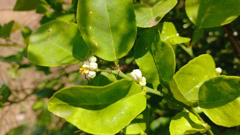Observing the beautiful flowering of the lemon plants/ Observando la hermosa floración de las plantas de limón[ENG/ESP]