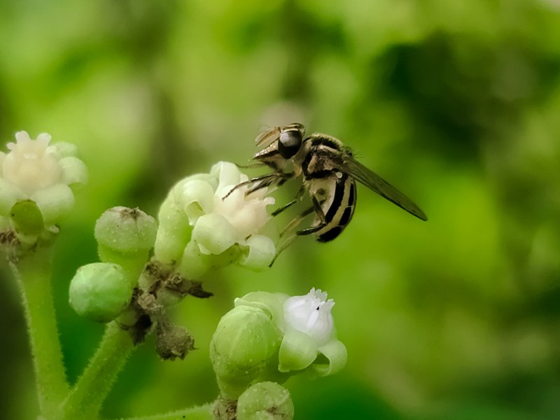 Genus Graptomyza