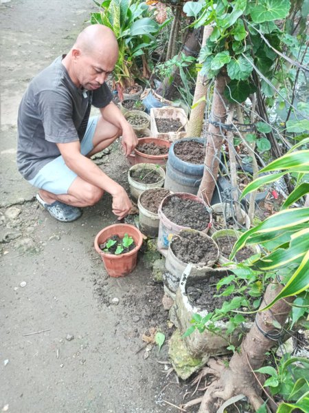 Back to my usual routine in planting vegetables in the backyard