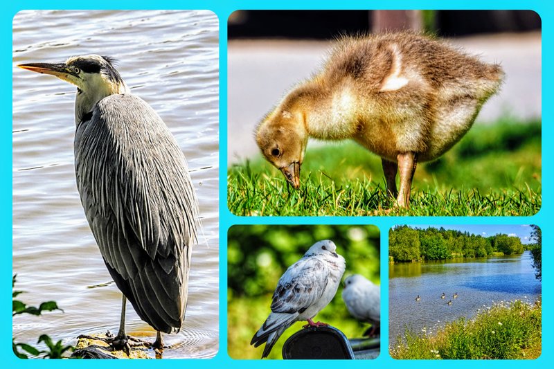 Poolsbrook Country Park:  Greylag Geese, Heron, Cormorant and More