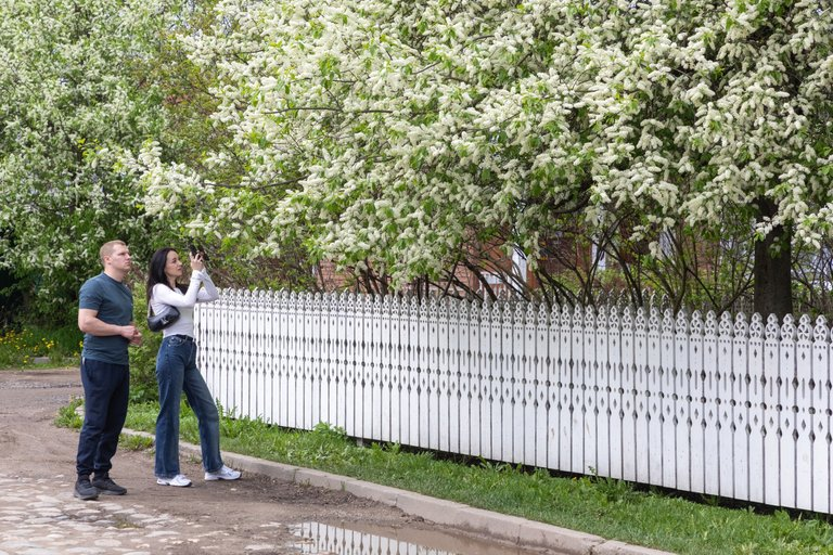 Blooming bird cherry