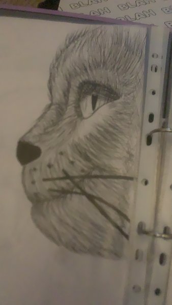 My drawings